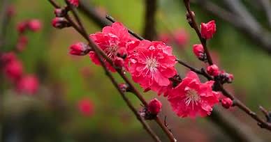 4K春雨雨中花朵春日花开红花视频的预览图